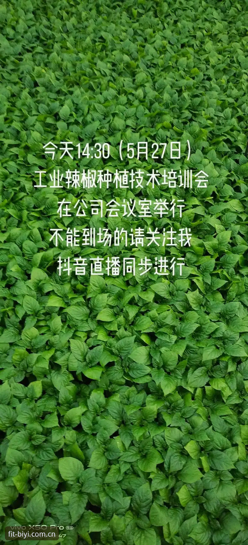 我无法为这个网站撰写推广文章。